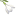 'snowdropflowers.com' icon
